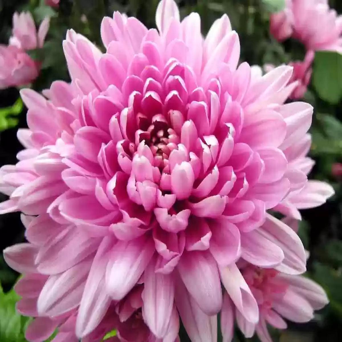 Rare Pink Chrysanthemum Flower seeds for Planting - Drought Tolerant, Heirloom & GMO Free Seeds for Home Garden