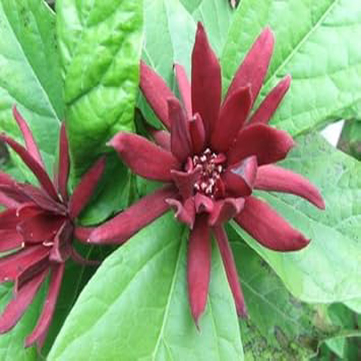 Red Calycanthus Flower Seeds for Planting Organic Heirloom Non-GMO Fragrant Shrub Seeds