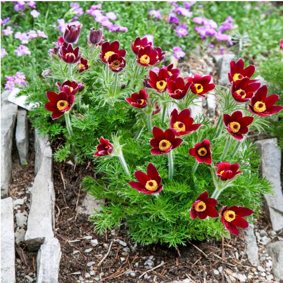 Red Heirloom Non Gmo Anemone Pulsatilla Flower For Planting Bright Perennial Garden Flower Seeds
