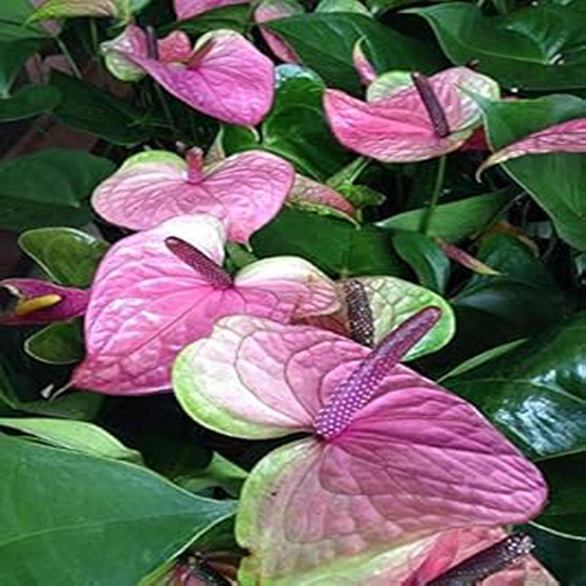 Sky Blue Pink Anthurium Flower Seeds for Planting Heirloom Non-GMO High Germination Organic Garden Seeds