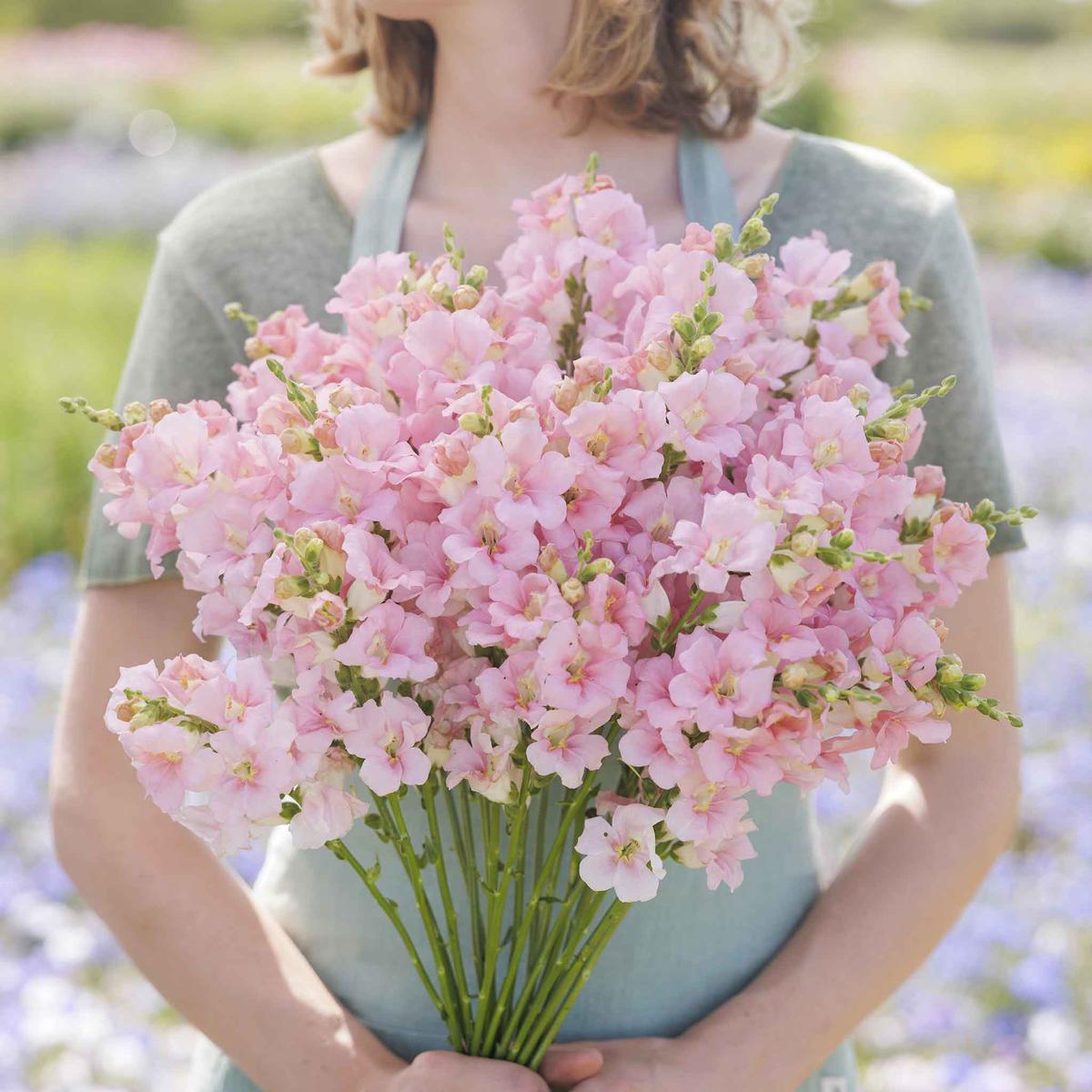 Snapdragon Seeds - Chantilly Light Pink