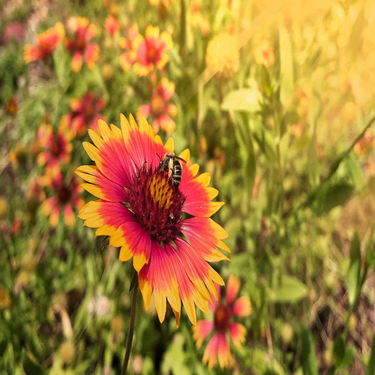 Texas/Oklahoma Wildflower Seeds for Planting Heirloom, Non-GMO, Pollinator-Friendly, Perennial