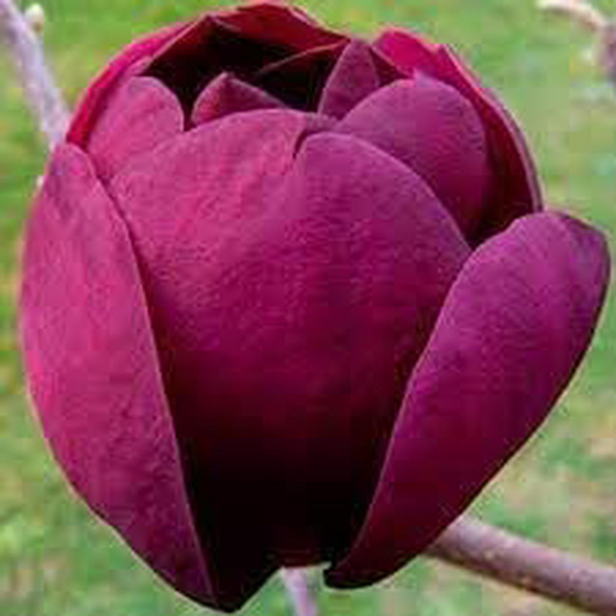 Tulip Tree Flower seeds for Planting - Premium Quality, Heirloom & GMO Free Seeds for Home Garden