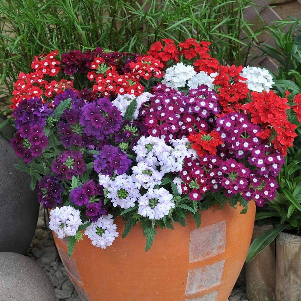 Verbena Mixed Color Verbena spp. Seeds for Planting in Flower Bed