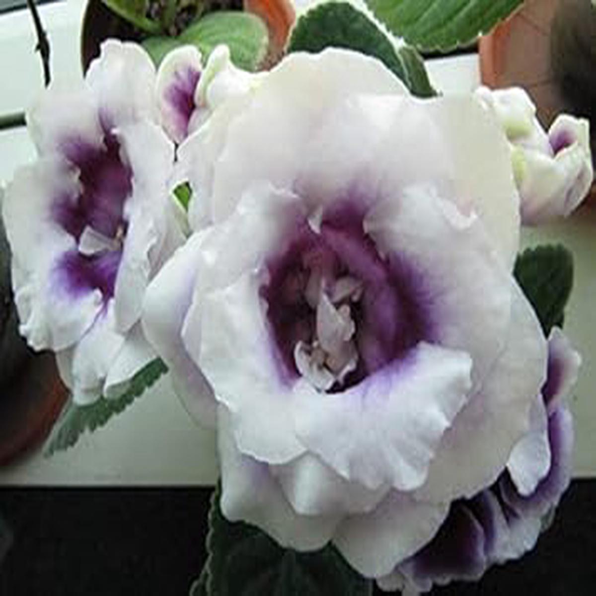 White Brazilian Gloxinia Flower Seeds for Planting  Heirloom Non-GMO, High Germination Organic Garden Seeds for Elegant Blooms
