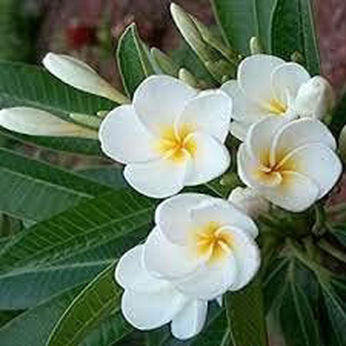 White Egg Flower seeds for Planting - Low Maintenance, Heirloom & GMO Free Seeds for Home Garden  Sale