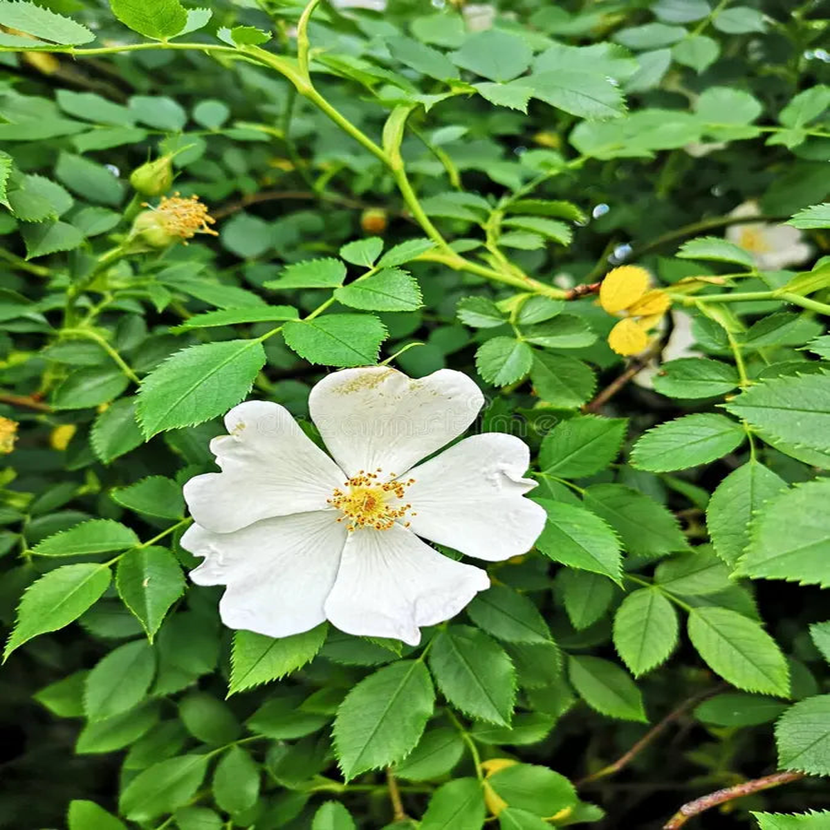 White Rosa Canina Flower Seeds for Vibrant Gardens - Seed for Exquisite Floral Arrangements