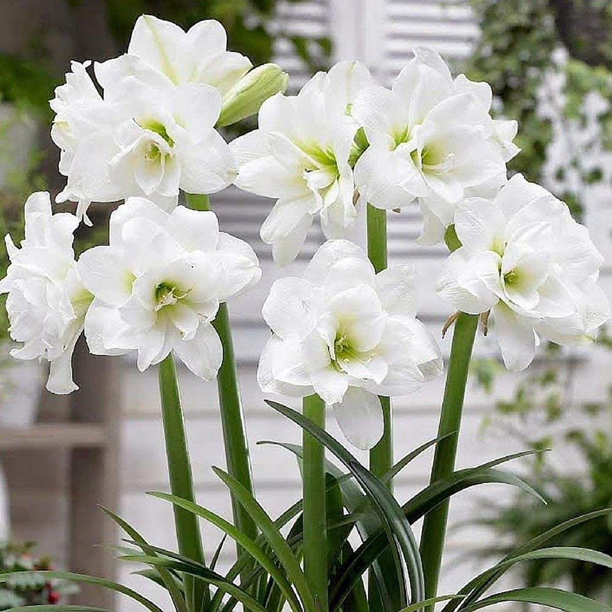 White Sunrise Amaryllis Hippeastrum Seeds for Planting - Perfect for Flower Bed & Urban Garden