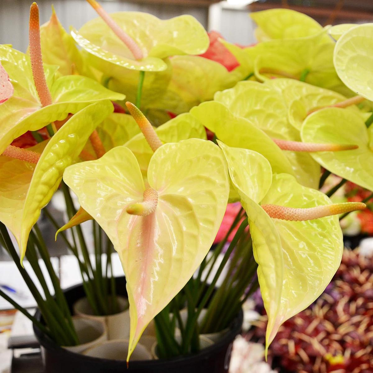 Yellow Anthurium Plant Seeds for Planting Heirloom, Non-GMO, Organic Garden Seeds with High Germination