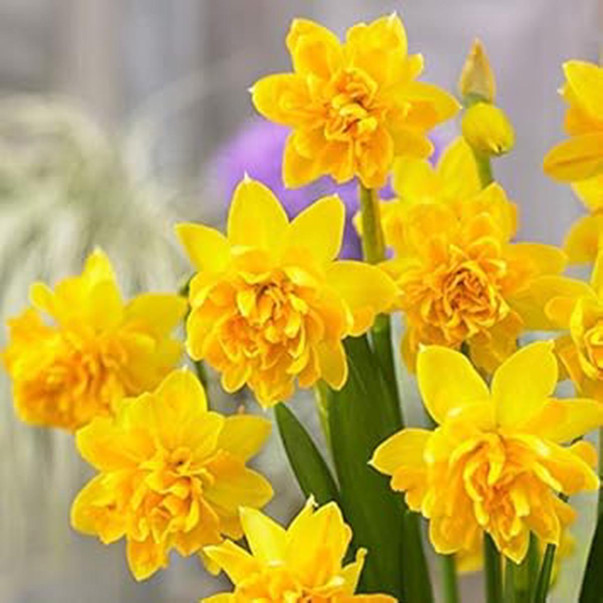 Yellow Double Narcissus Flower Seeds Heirloom Non-GMO, High Germination Organic Garden Seeds for Planting