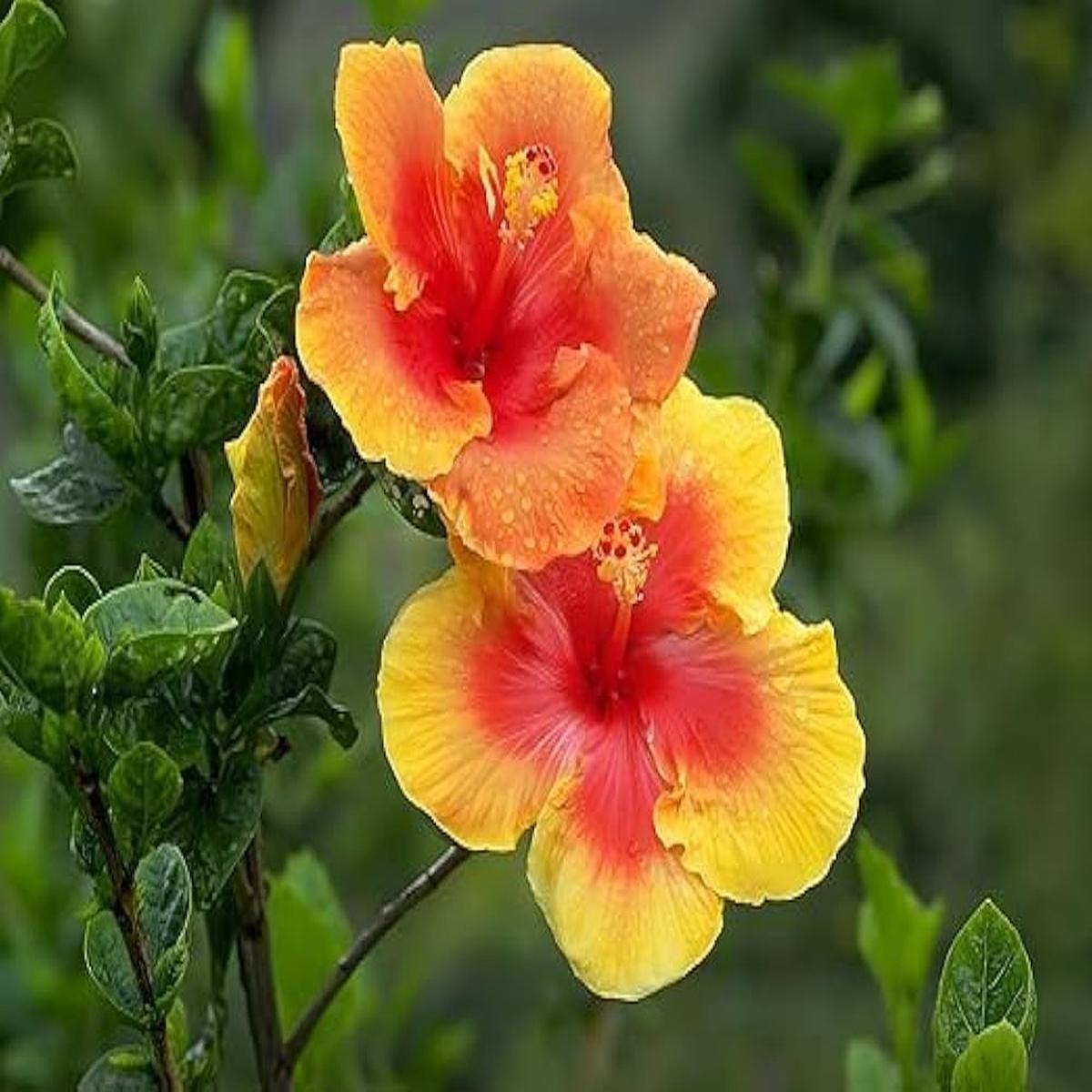 Yellow Red Hibiscus Flower Seeds for Planting  Heirloom, Non-GMO, Easy to Grow, High Germination