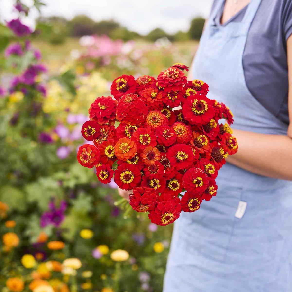 Zinnia Seeds - Lilliput Scarlet
