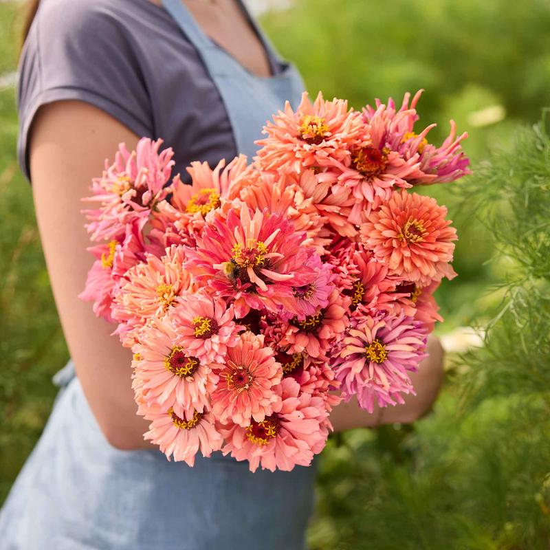 Zinnia Seeds - Senorita