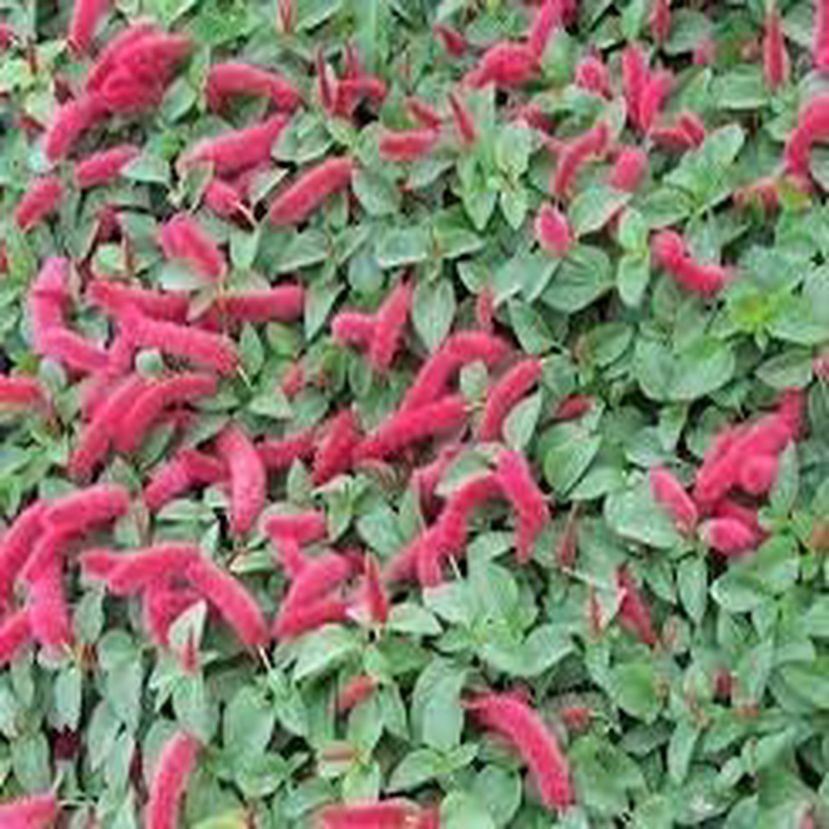 Acalypha Flower Seeds for Planting  Heirloom & Non-GMO Garden Seeds