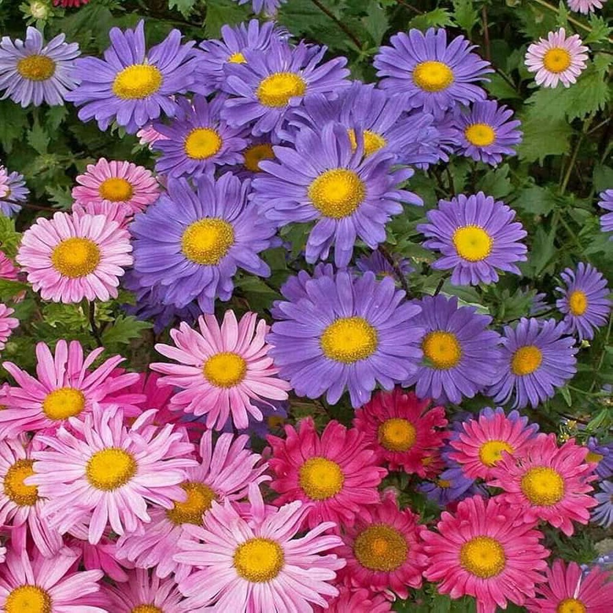 Aster Callistephus Chinensis Flower For Planting In Home Garden Pots Flower Seeds for Home