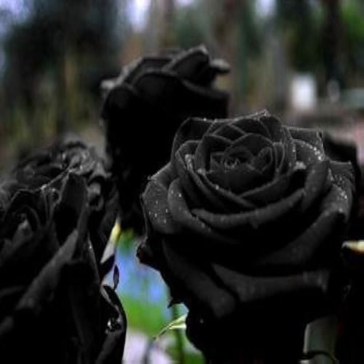 Black Rosa Rose Flower For Planting In Garden And Decorative Beds Flower Seeds for Home Garden