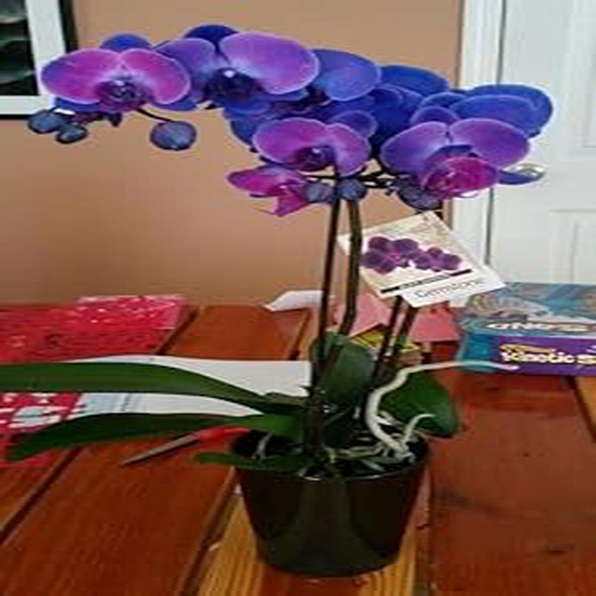 Blue-Purple Phalaenopsis Orchid Seeds Flower seeds for Planting - Perfect for Borders, Heirloom & GMO Free Seeds for Home Garden