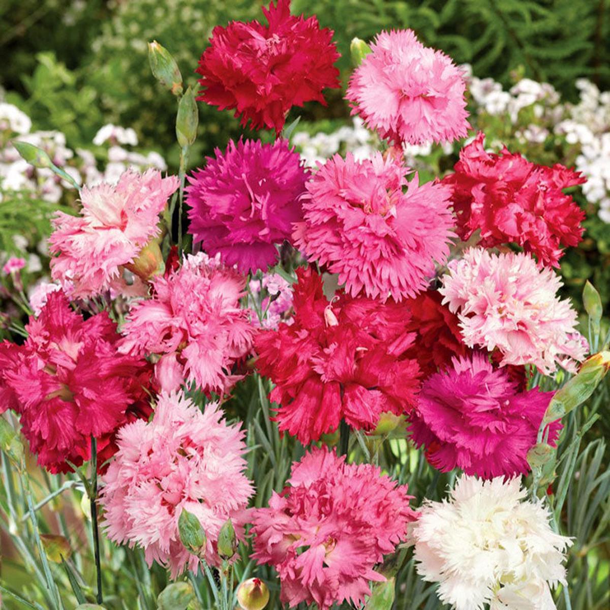 Bulk Cottage Pink Seeds - Sonata