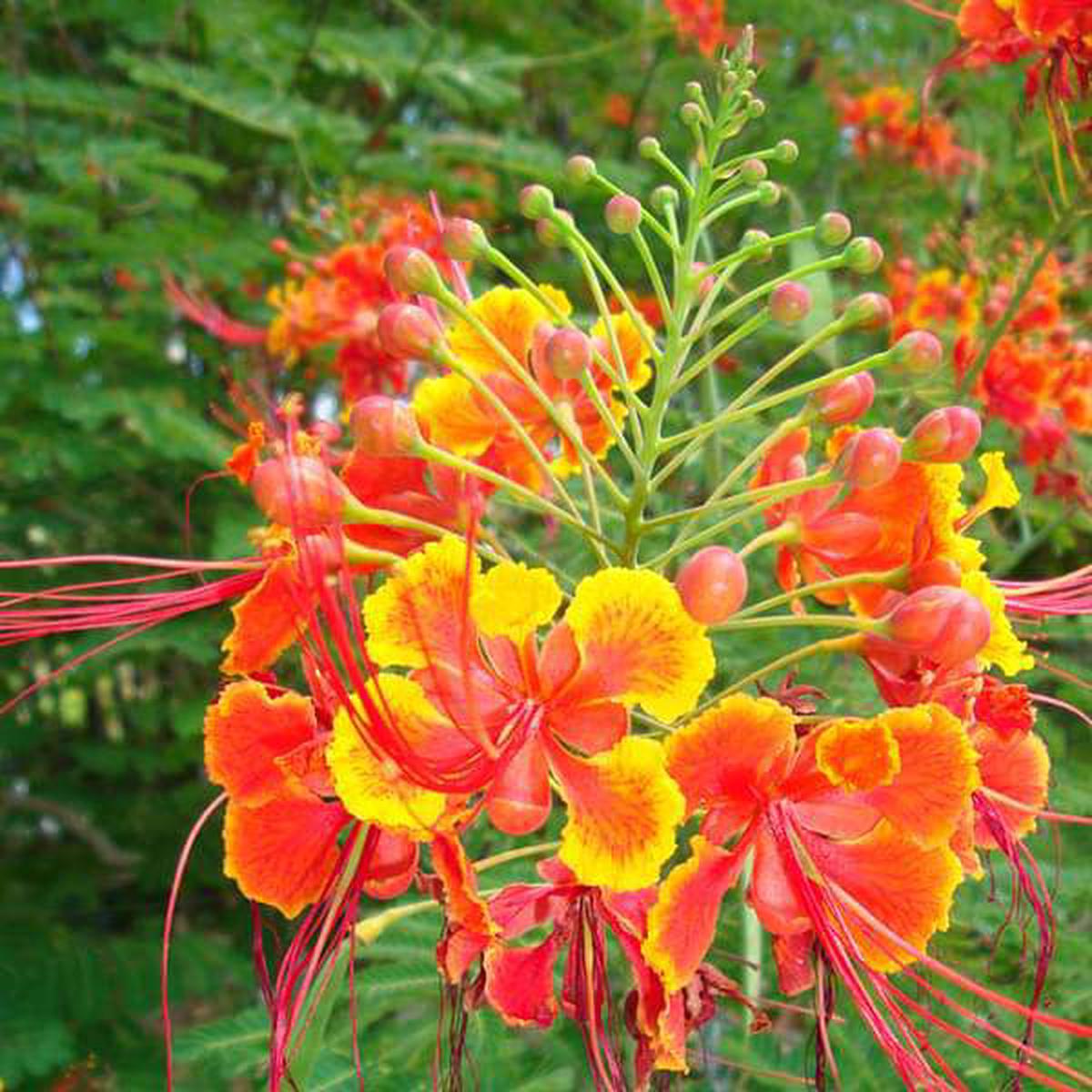 Caesalpinia Flower Planting Heirloom Non Gmo Flower Seeds Home Garden Planting, Ornamental