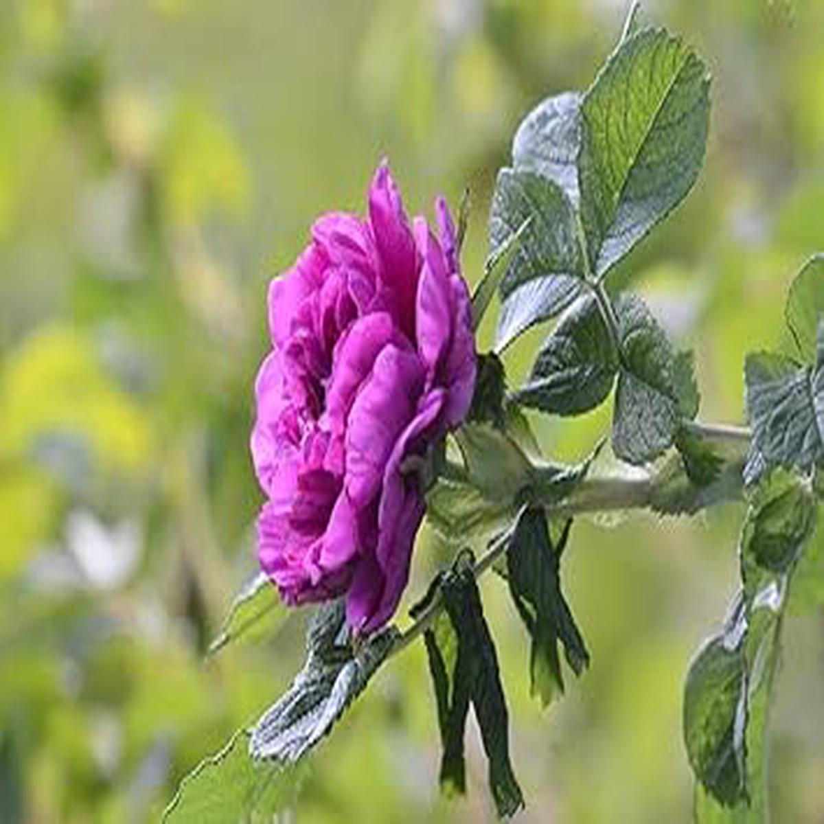 Camellia Purple Flower seeds for Planting - Compact Growth, Heirloom & GMO Free Seeds for Home Garden