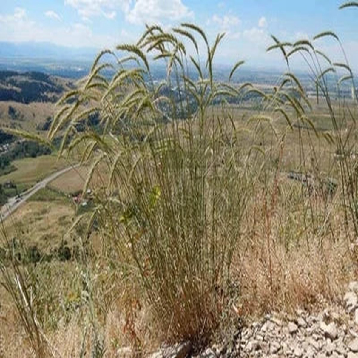Canada Wild Rye Seeds for Planting Wild Pigment Co Heirloom, Non-GMO