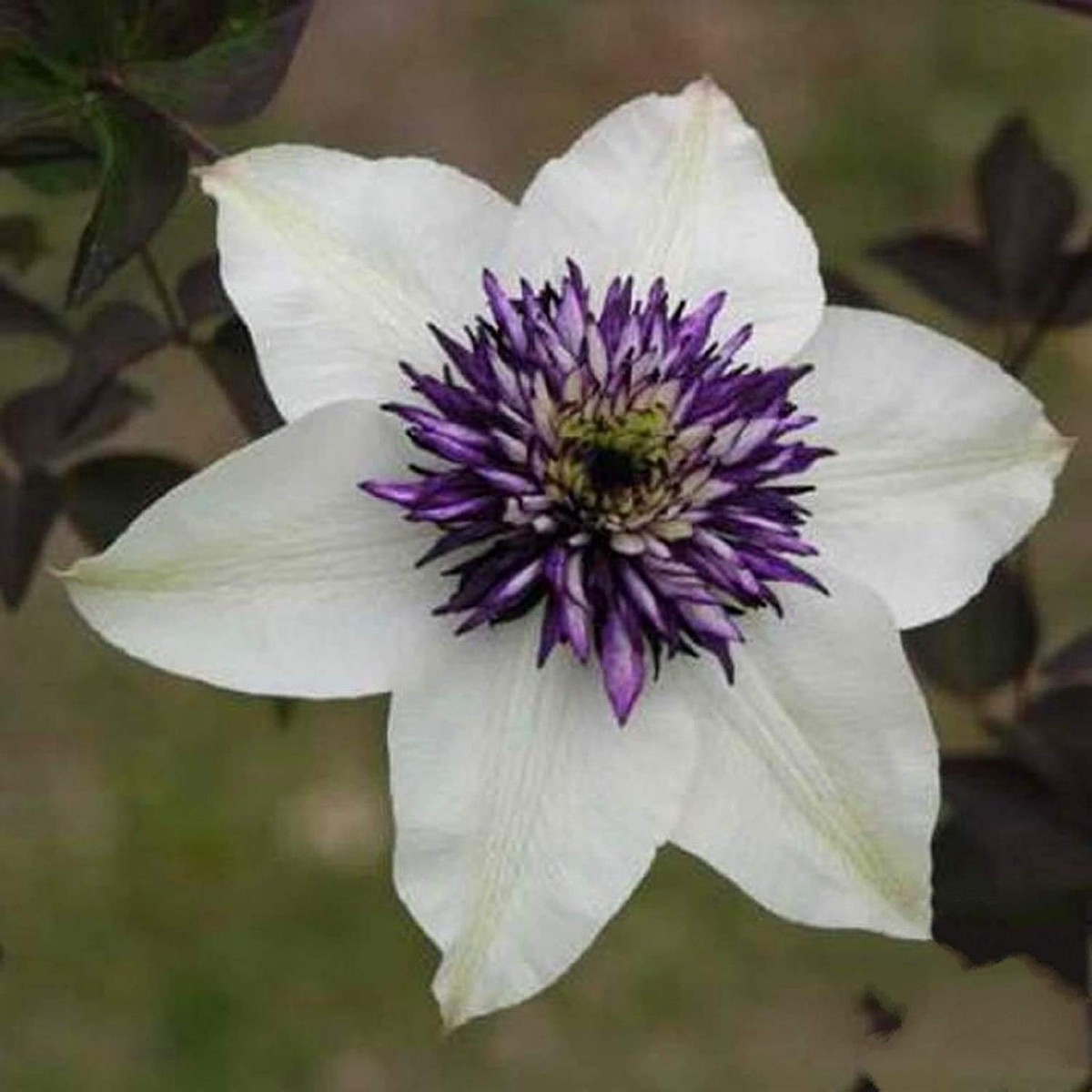 Clematis Climbing Plant Mixed Color Clematis Flower Vines Flower Seeds for Home Garden Planting,
