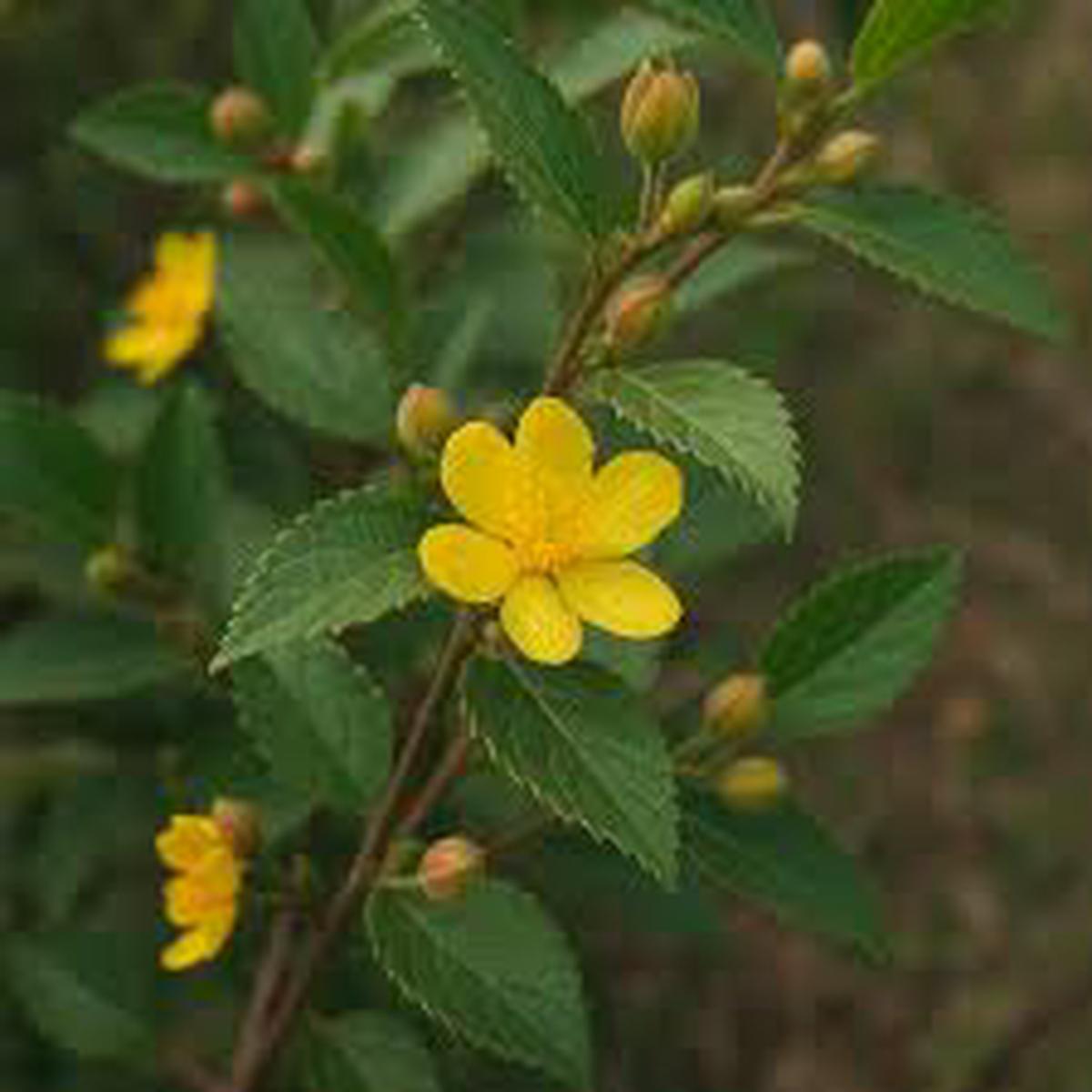 Corchorus Flower Seeds for Planting  Heirloom Non-GMO, High Germination Organic Garden Seeds