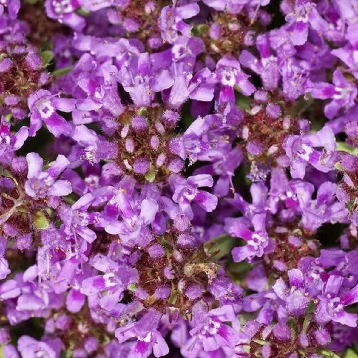 Creeping Thyme PURPLE Groundcover PERENNIAL Flowers Fragrant Seeds  Heirloom, Non-GMO, High Germination Organic Garden Seeds