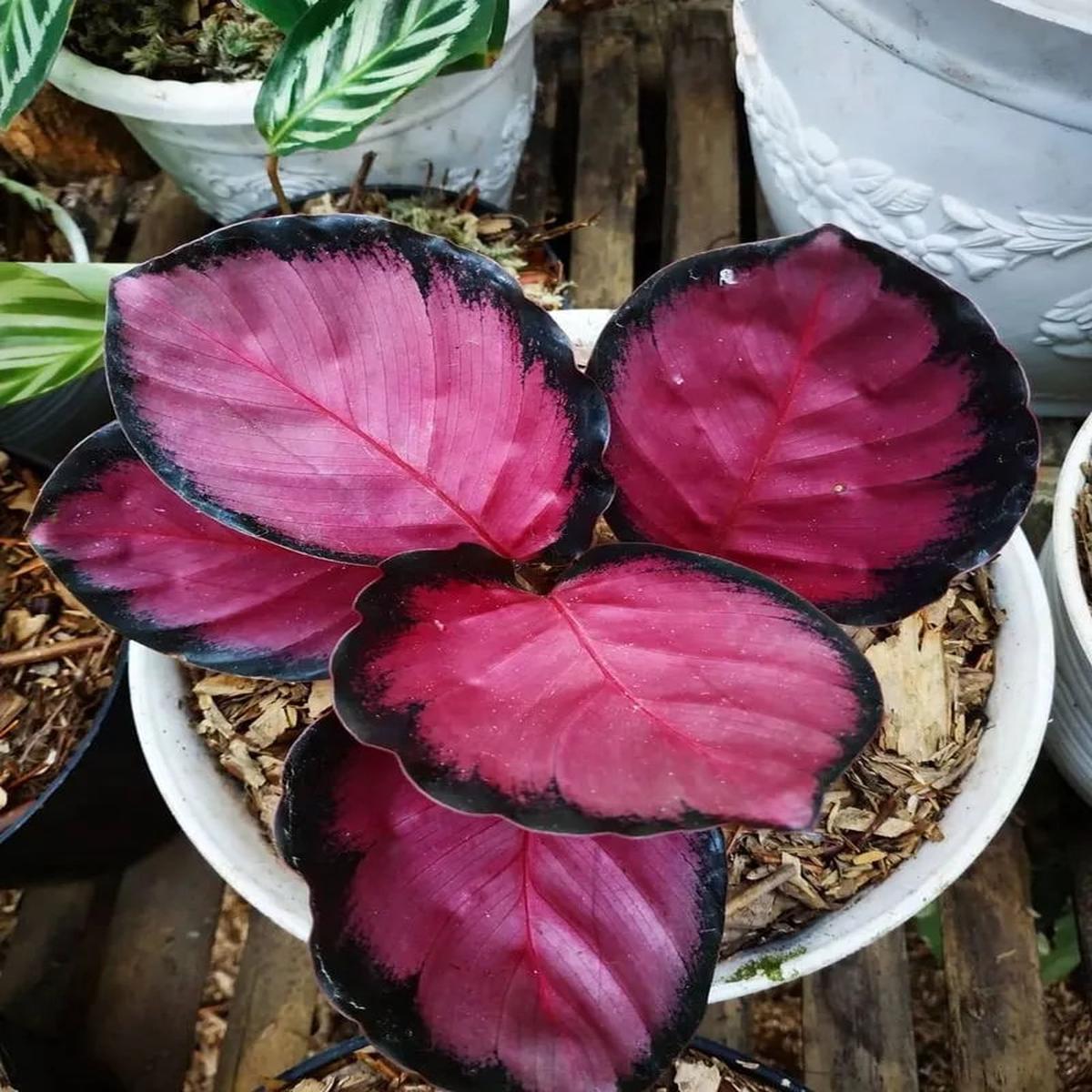 Crimson Calathea Flower Seeds for Planting  Heirloom, Non-GMO, High Germination Organic Garden Seeds