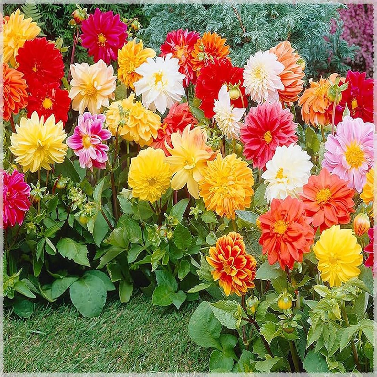 Dahlia Unwins Mix Flower Flower Seeds for Home Garden Planting, Vibrant Organic Blooming Collection