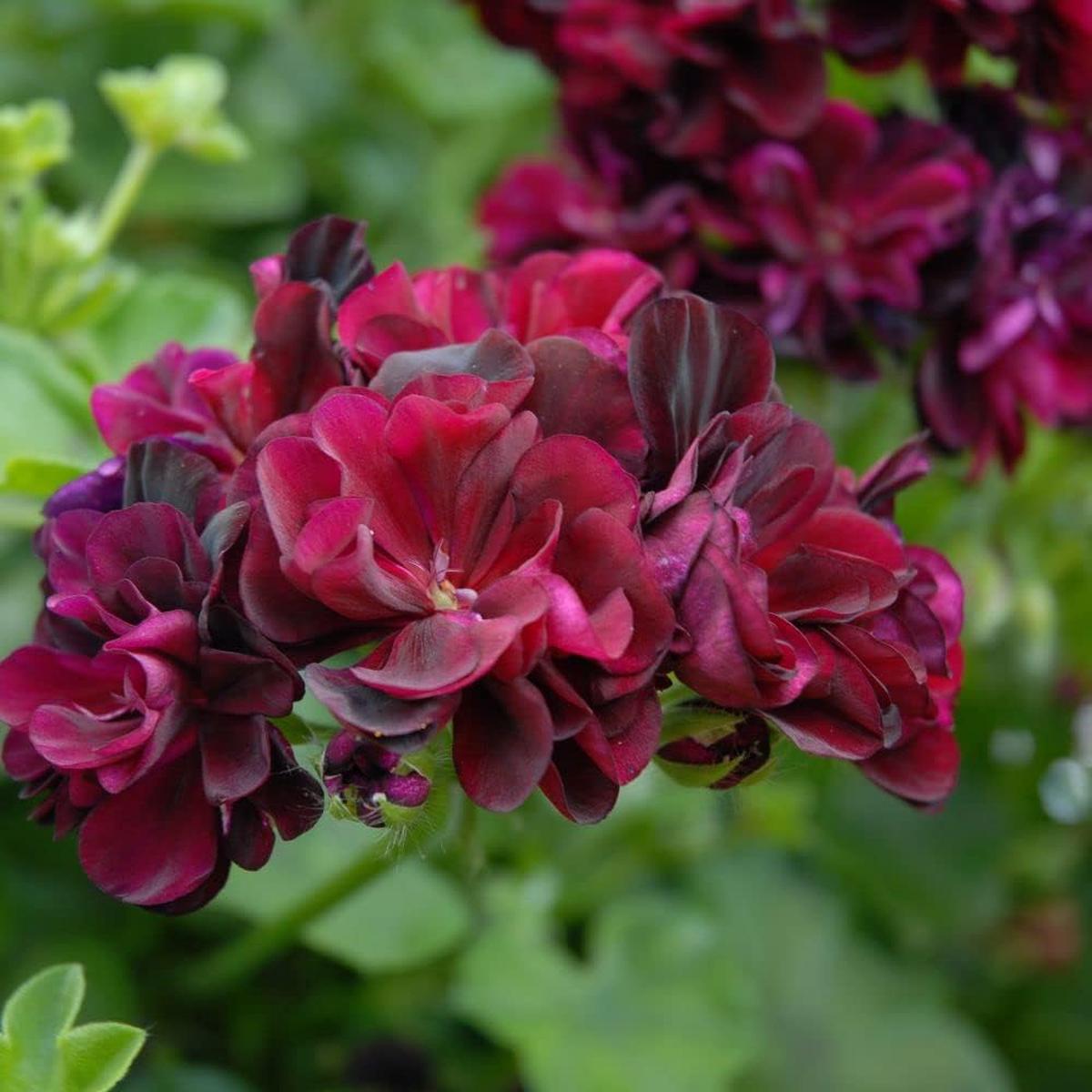 Dark Burgundy Geraniums Flower Seeds for Planting  Sun Loving, Heirloom, Non-GMO, High Germination Organic Garden Seeds