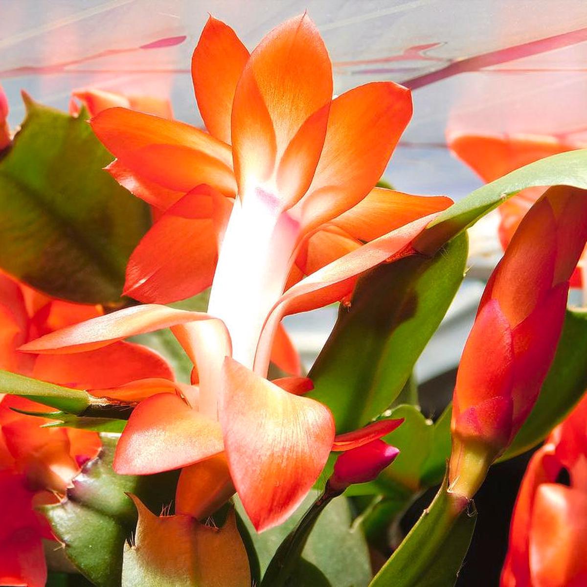 Dark Orange Zygocactus Flower seeds for Planting Shade Tolerant Heirloom & GMO Free Seeds for Home Garden  Sale