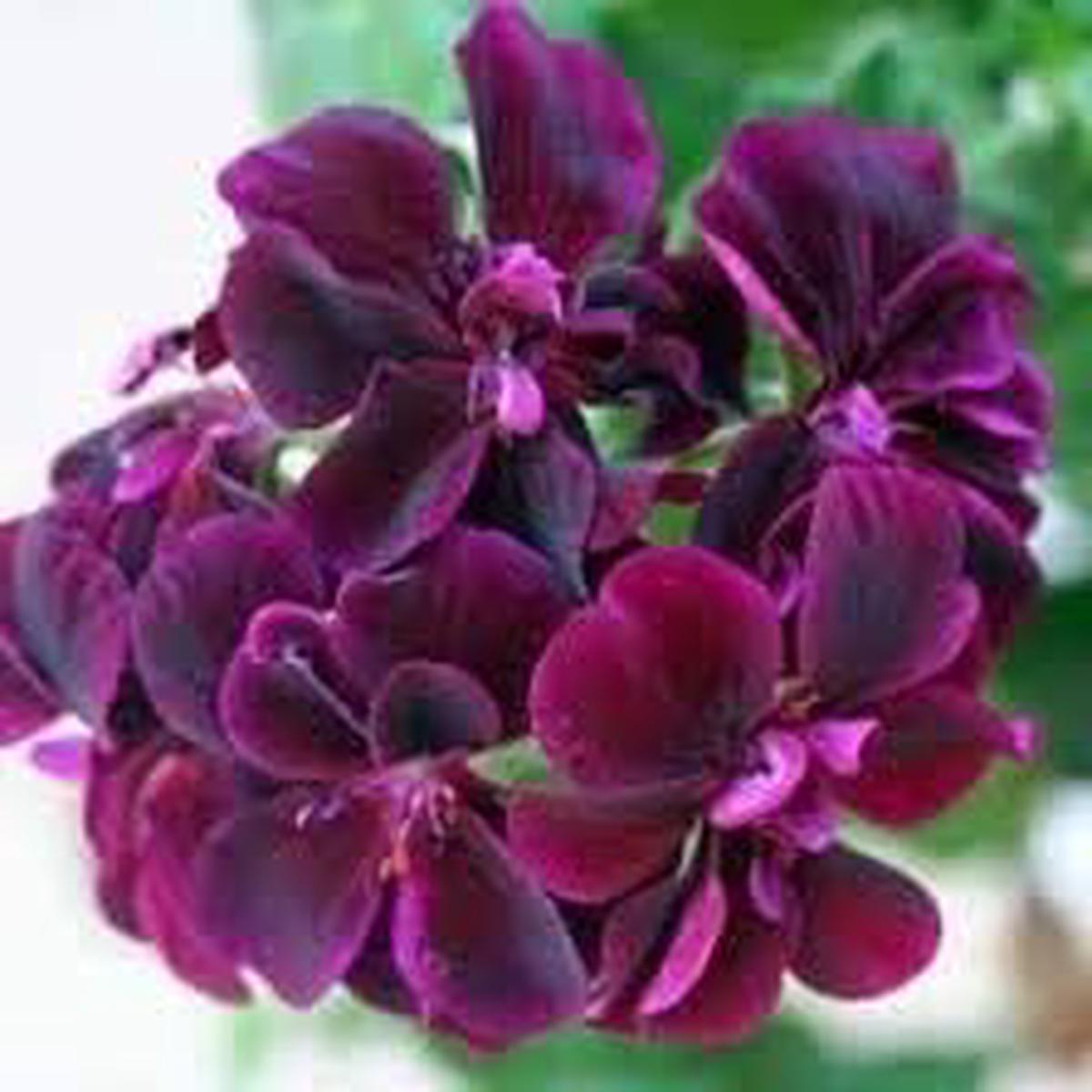 Dark Pink Black Geranium Flower Seeds for Planting, Heirloom Non-GMO Organic Garden Seeds