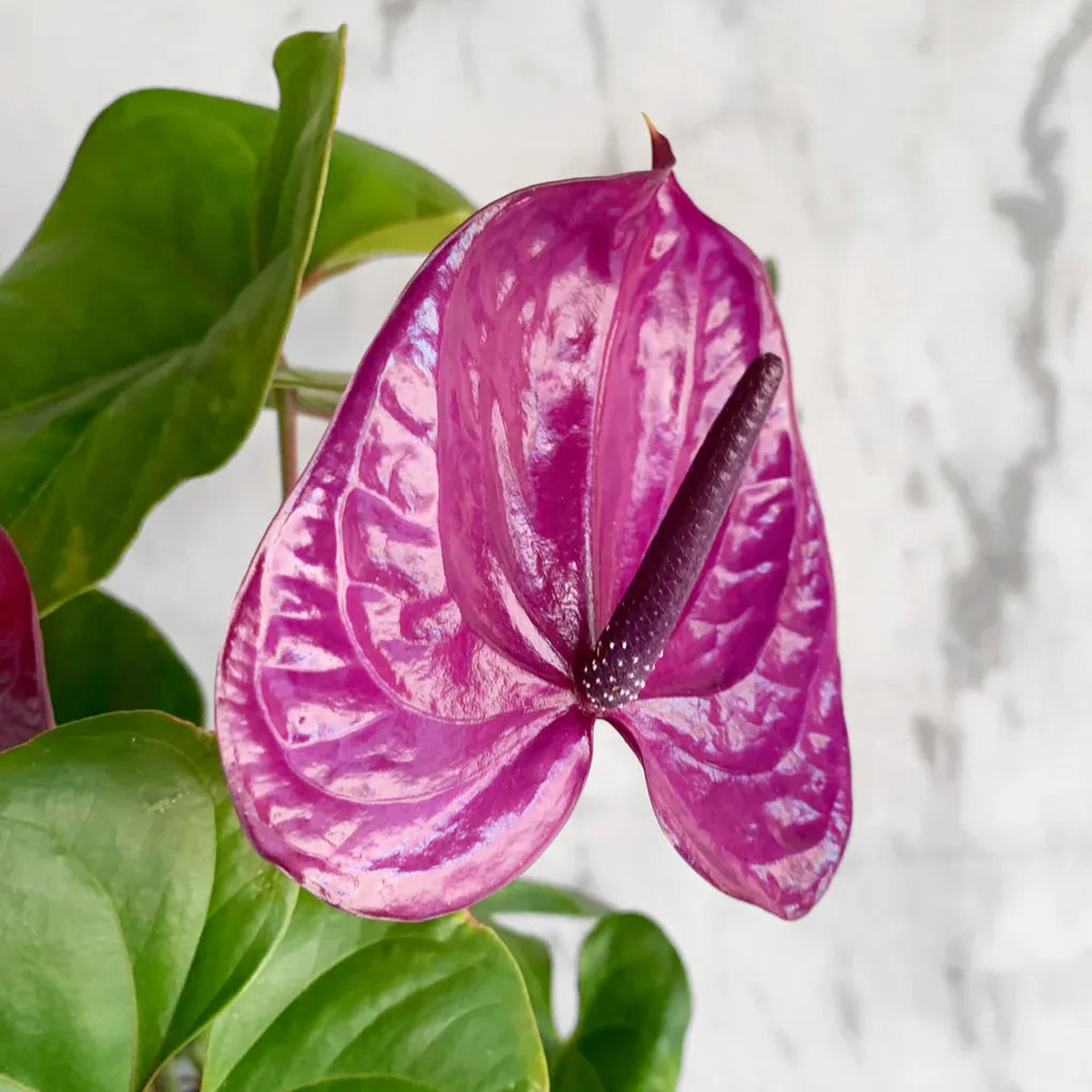 Dark Purple Anthurium Flower Seeds for Planting Cut Flower Favorite Heirloom & GMO Free Seeds for Home Garden Sale