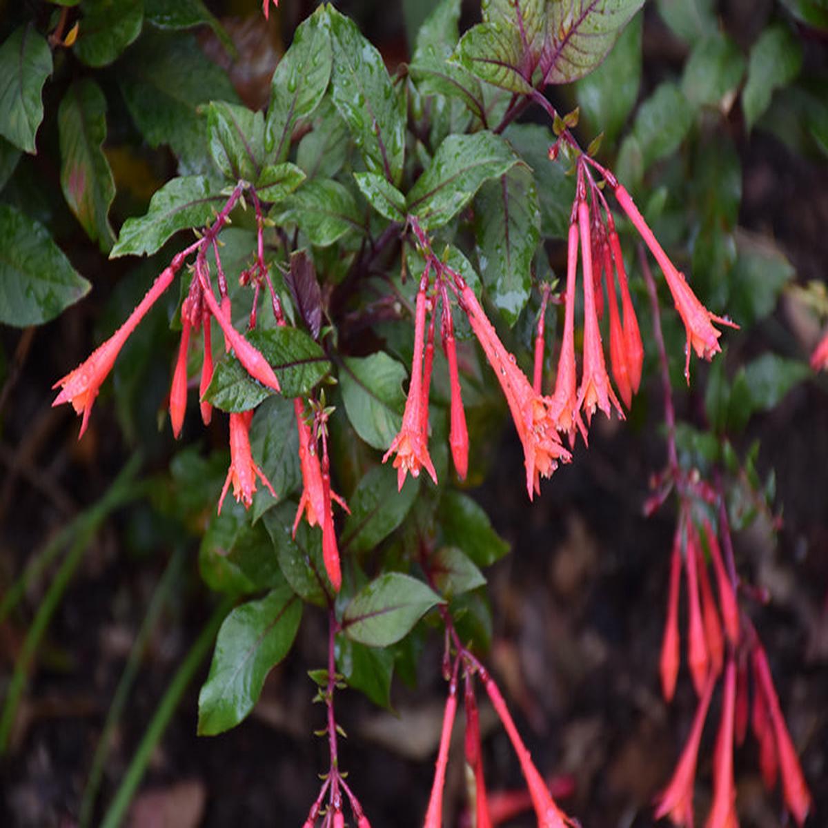 Dark Red Fuchsia Flower Seeds for Planting  Heirloom, Non-GMO, High Germination Organic Garden Seeds