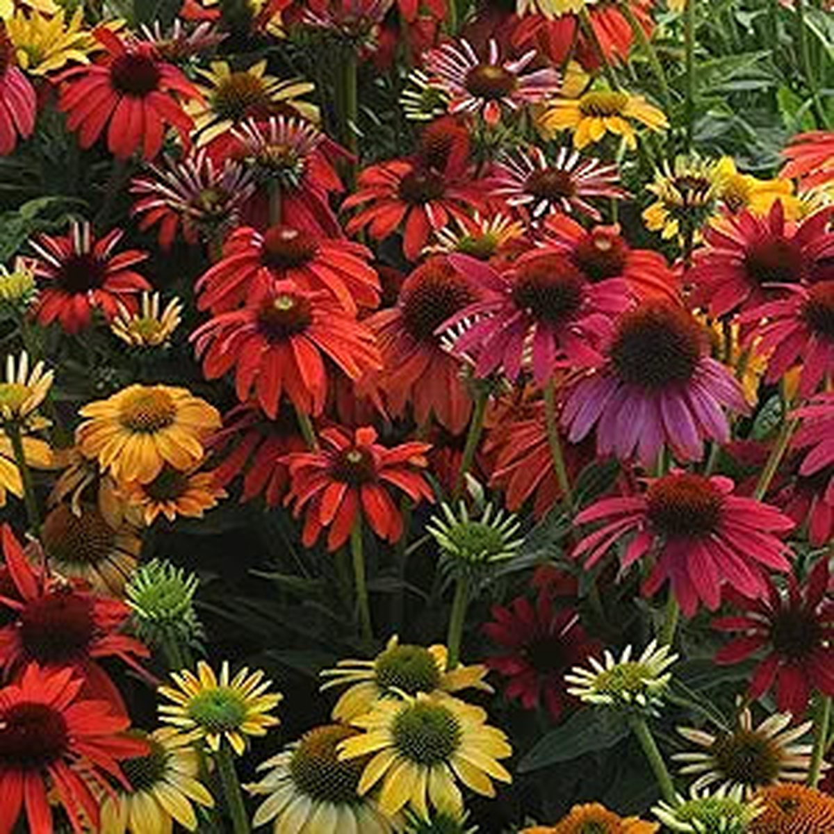 Echinacea Spirit Flower Seeds for Vibrant Purple Echinacea