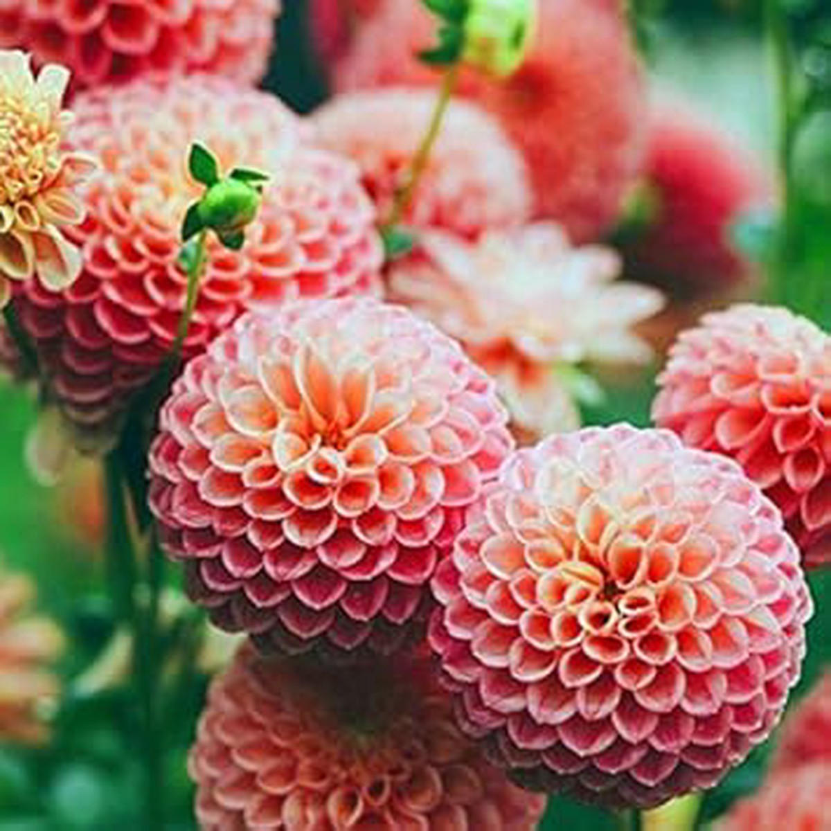 Echinops Orange Pink Seeds for Planting Organic, Heirloom, Non-GMO Garden Seeds