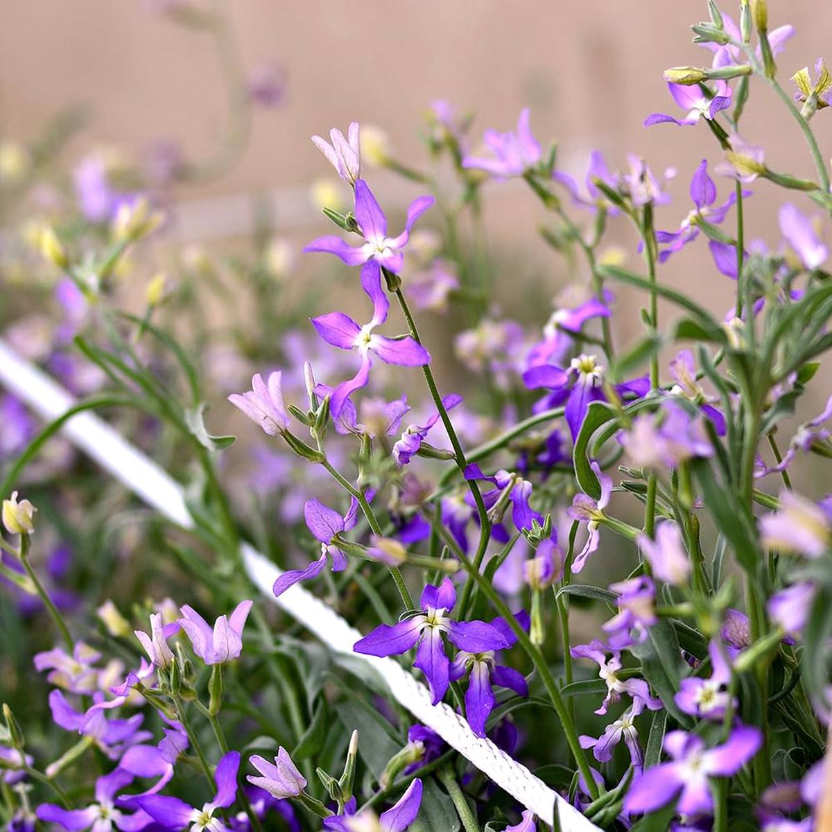 Evening Scent Stock Seeds Matthiola incana for Planting in Flower Bed & Garden