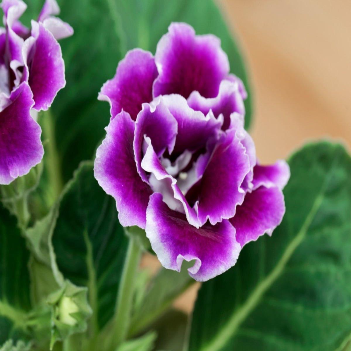 Geranium Perennial Flower Seeds for Planting Deep Blue  Sun Loving, Heirloom, Non-GMO, High Germination Organic Garden Seeds
