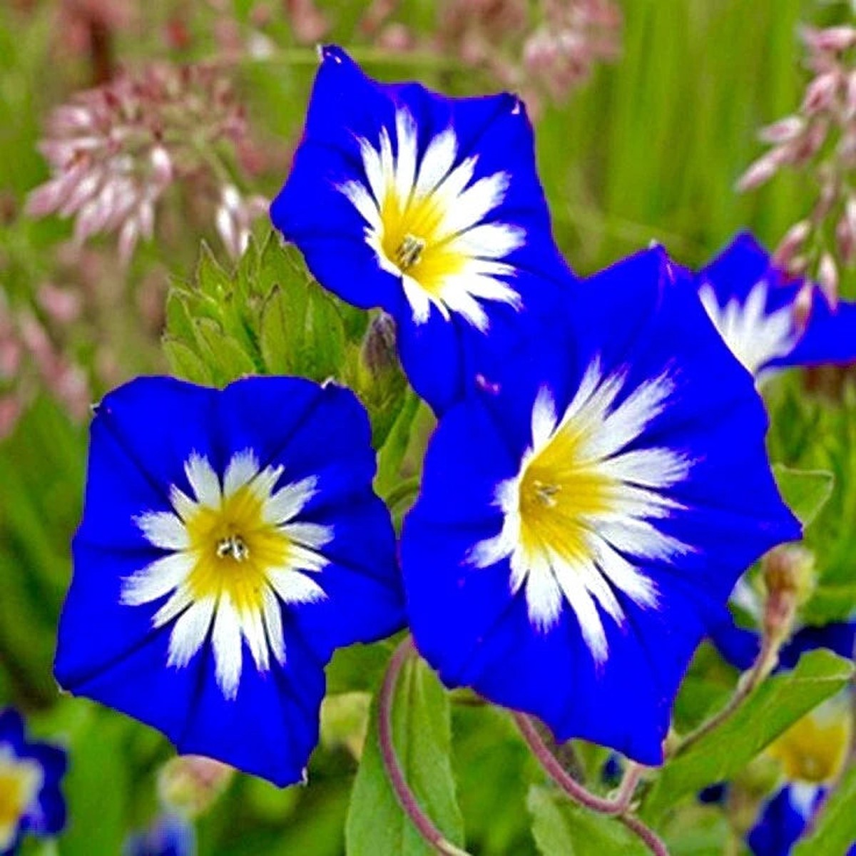 Heavenly Blue Morning Glory Seeds Hummingbird Butterflies Climber Heirloom, Non-GMO, High Germination Organic Garden Seeds