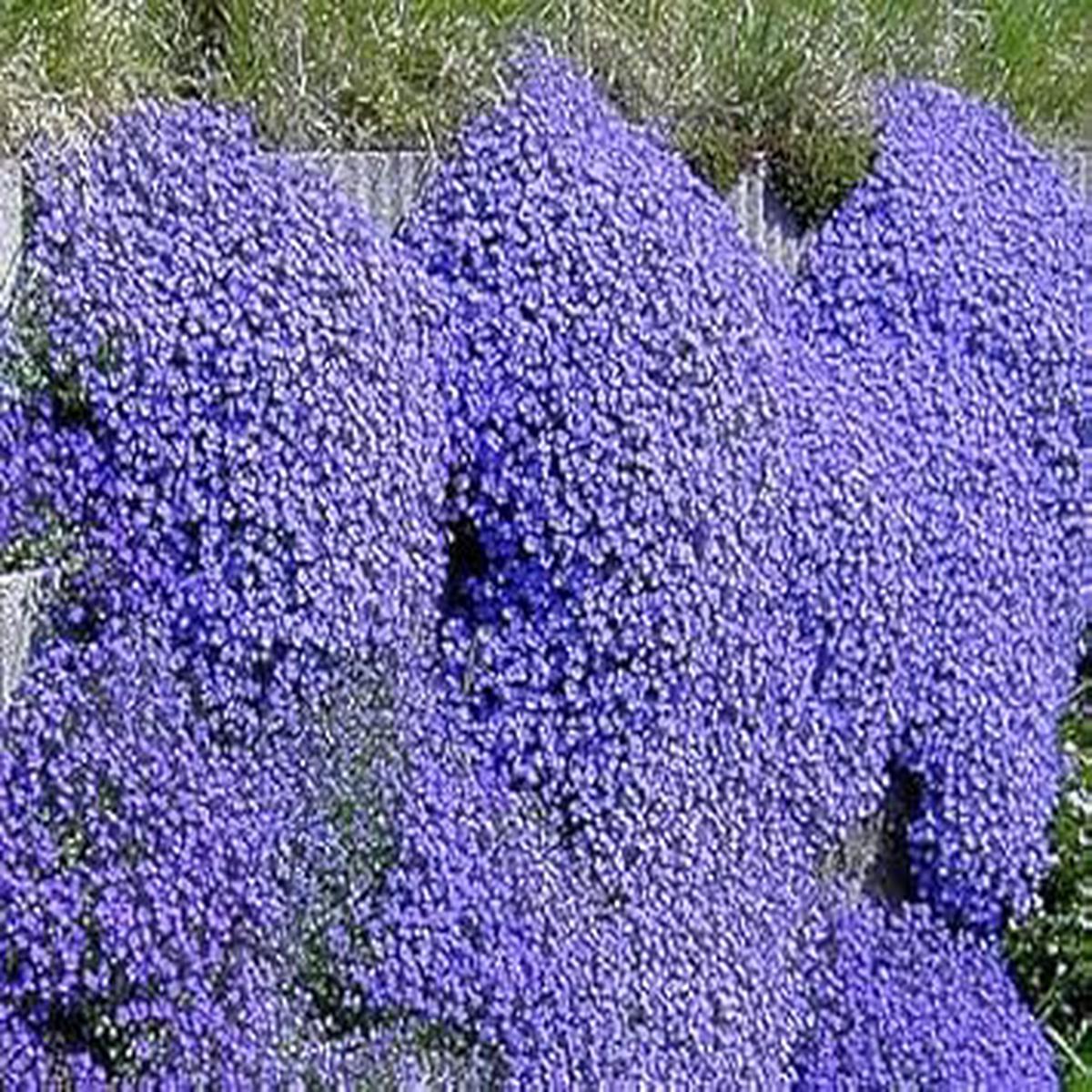 Heirloom Non-GMO Blue Oxalis Laciniata Flower Seeds for Planting High Germination Organic Garden Seeds