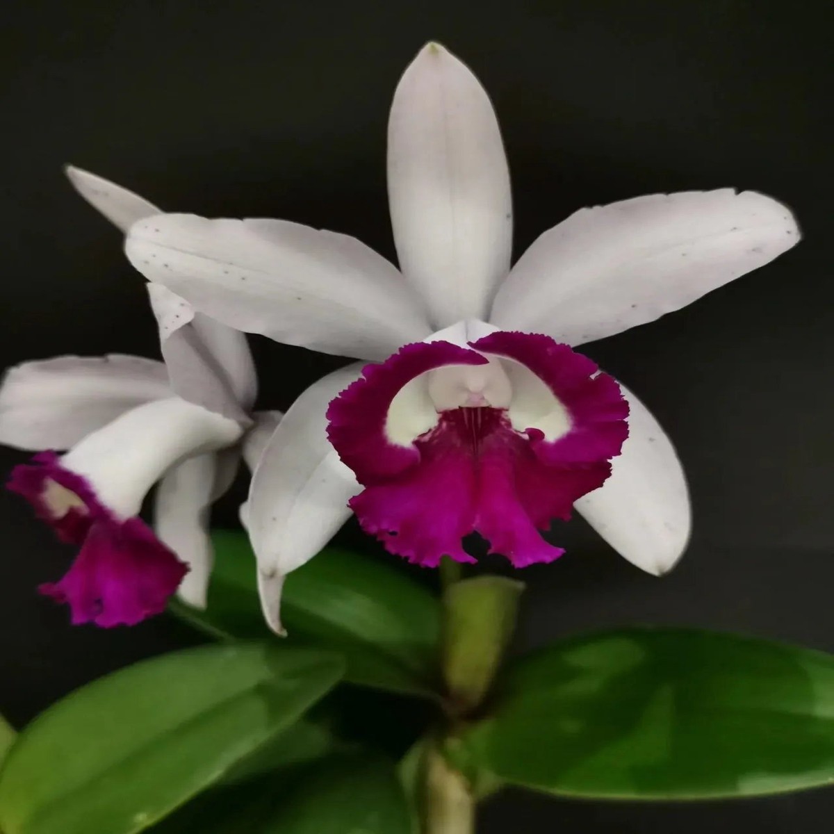 Heirloom Non-GMO Cattleya Intermedia Flower Seeds for Planting Exotic Orchid Flower Seeds, High Germination