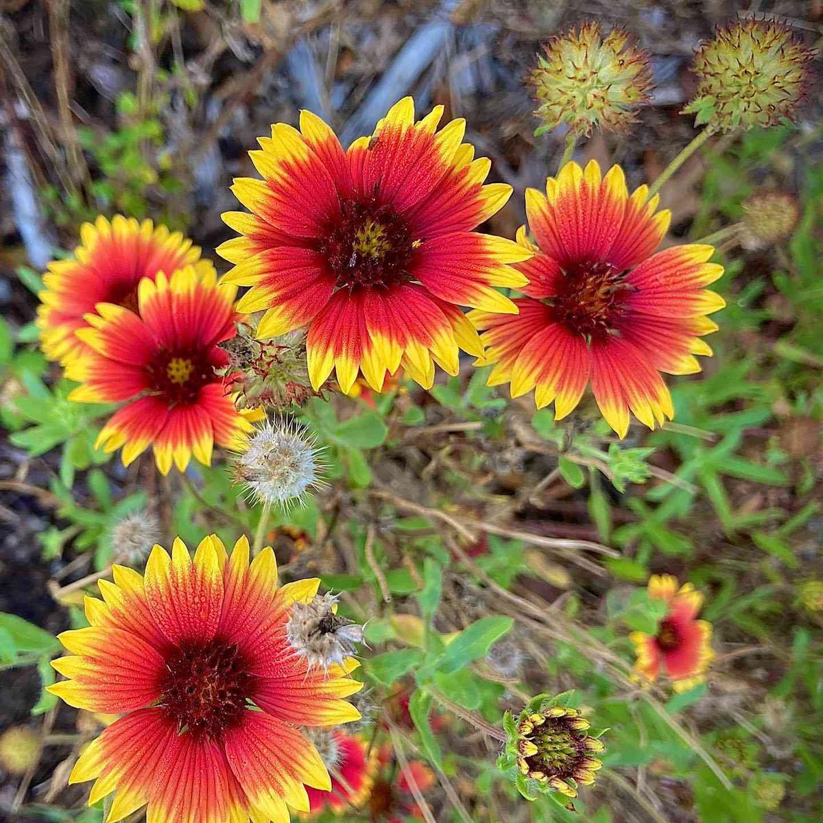 Heirloom Non-GMO Indian Blanket Flower Seeds for Planting  Drought-Tolerant Wildflower Garden Blooms