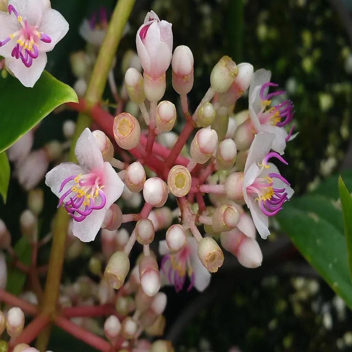 Heirloom Non-GMO Malaysian Orchid Flower Seeds  Exotic Tropical Blooms