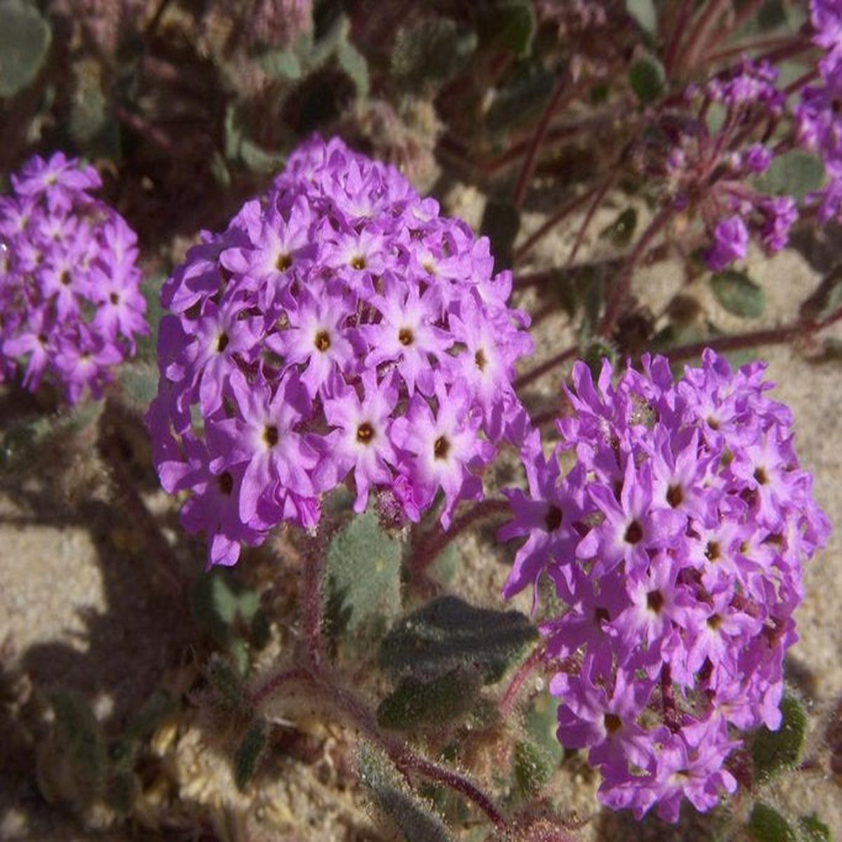 Heirloom Non-GMO Verbena Chokecherry Flower Seeds for Planting  Colorful Hardy Garden Blooms