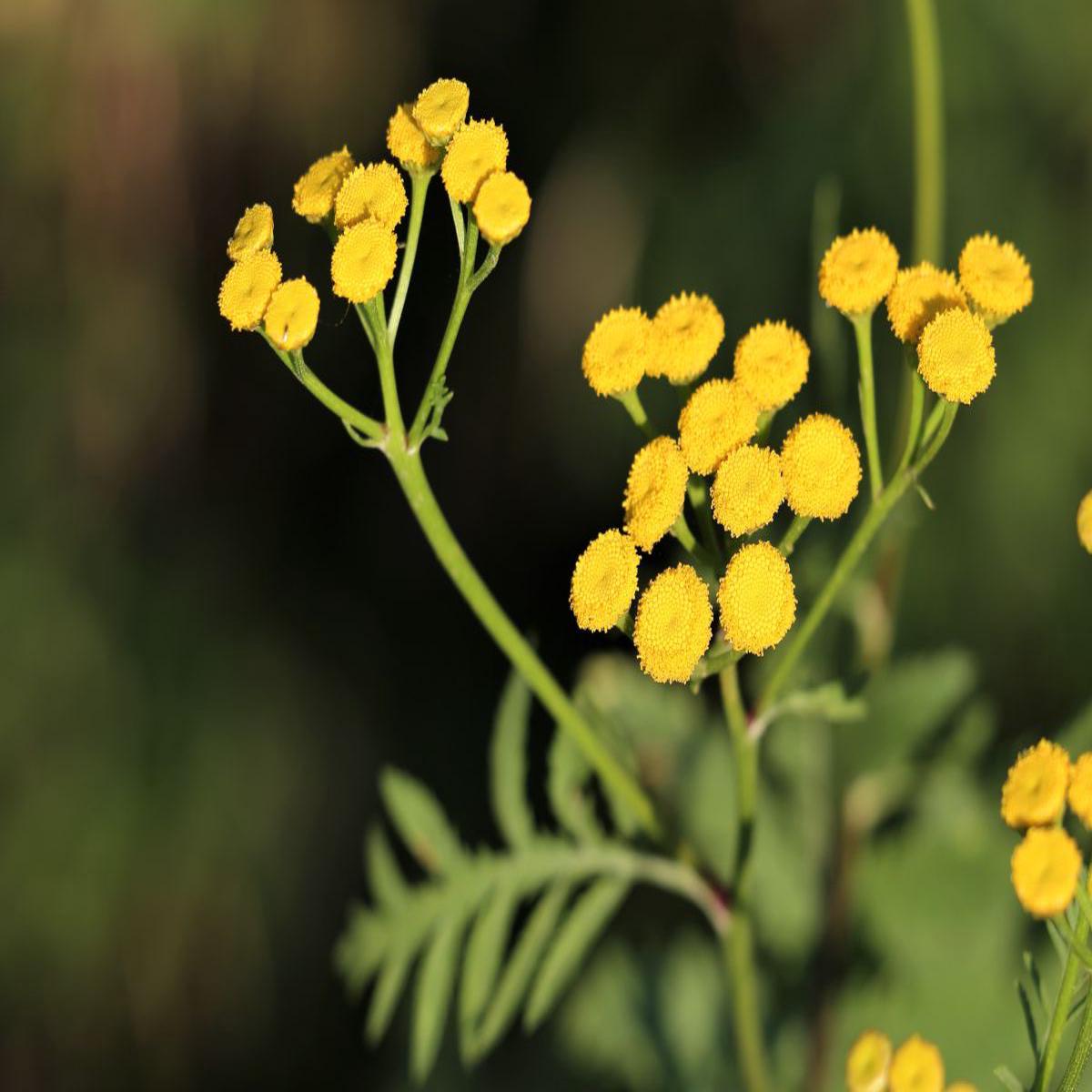 Helichrysum Flower seeds for Planting Perfect for Borders Heirloom & GMO Free Seeds for Home Garden