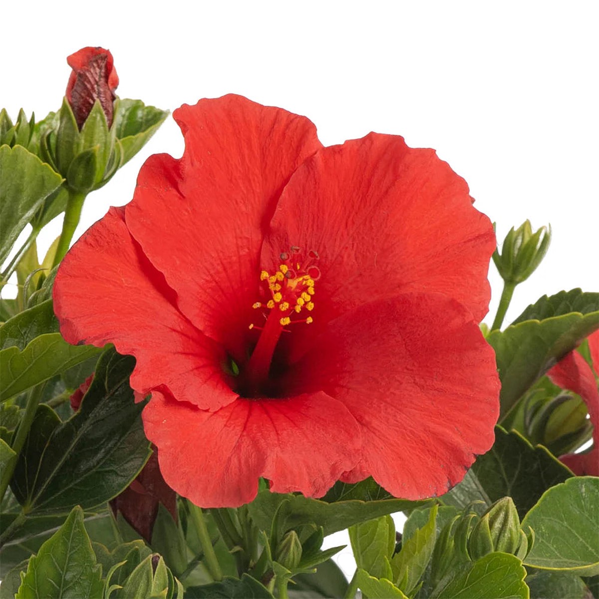 Hibiscus Flower Seeds  Tropical Garden, Heirloom, Non-GMO Flower Seeds for Planting
