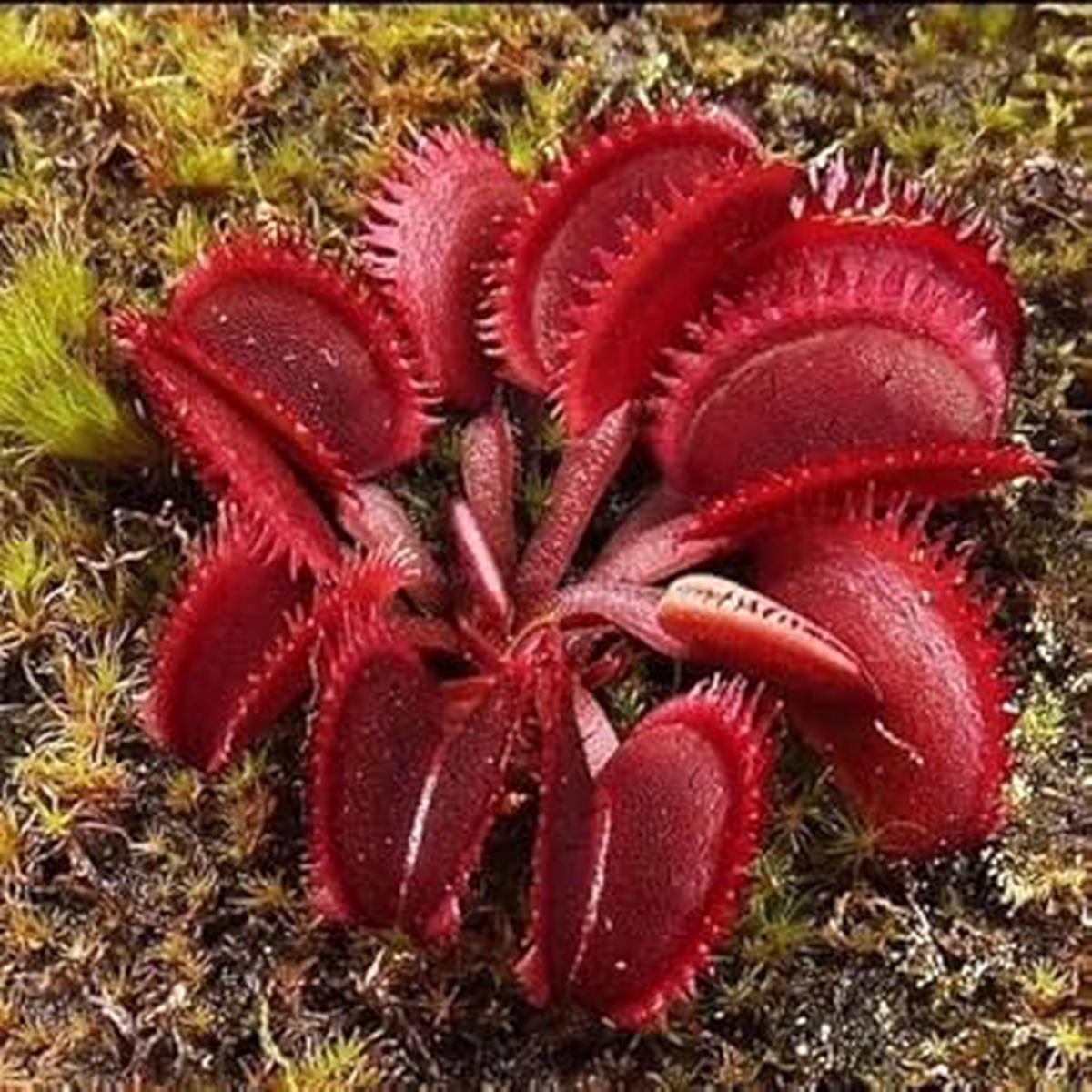 Insectivorous Flower seeds for Planting - Shade Tolerant, Heirloom & GMO Free Seeds for Home Garden