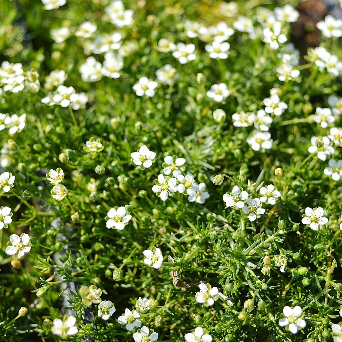 Irish Moss Flower seeds for Planting Garden Favorite Heirloom & GMO Free Seeds for Home Garden