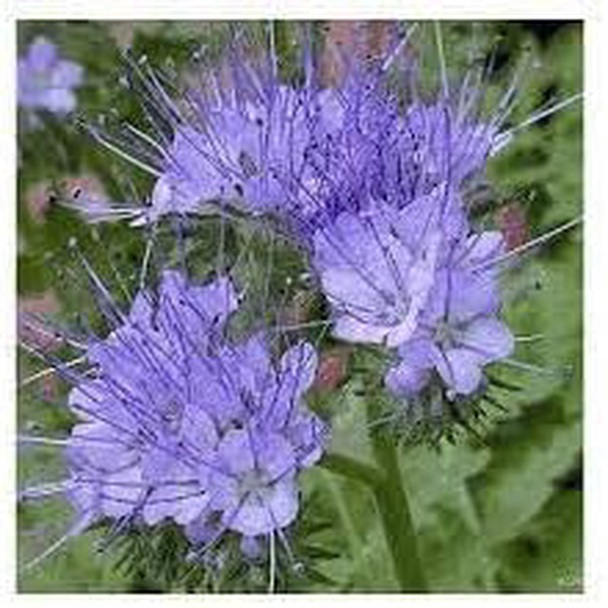 Lacy Phacelia Flower seeds for Planting Sun Loving Heirloom & GMO Free Seeds for Home Garden